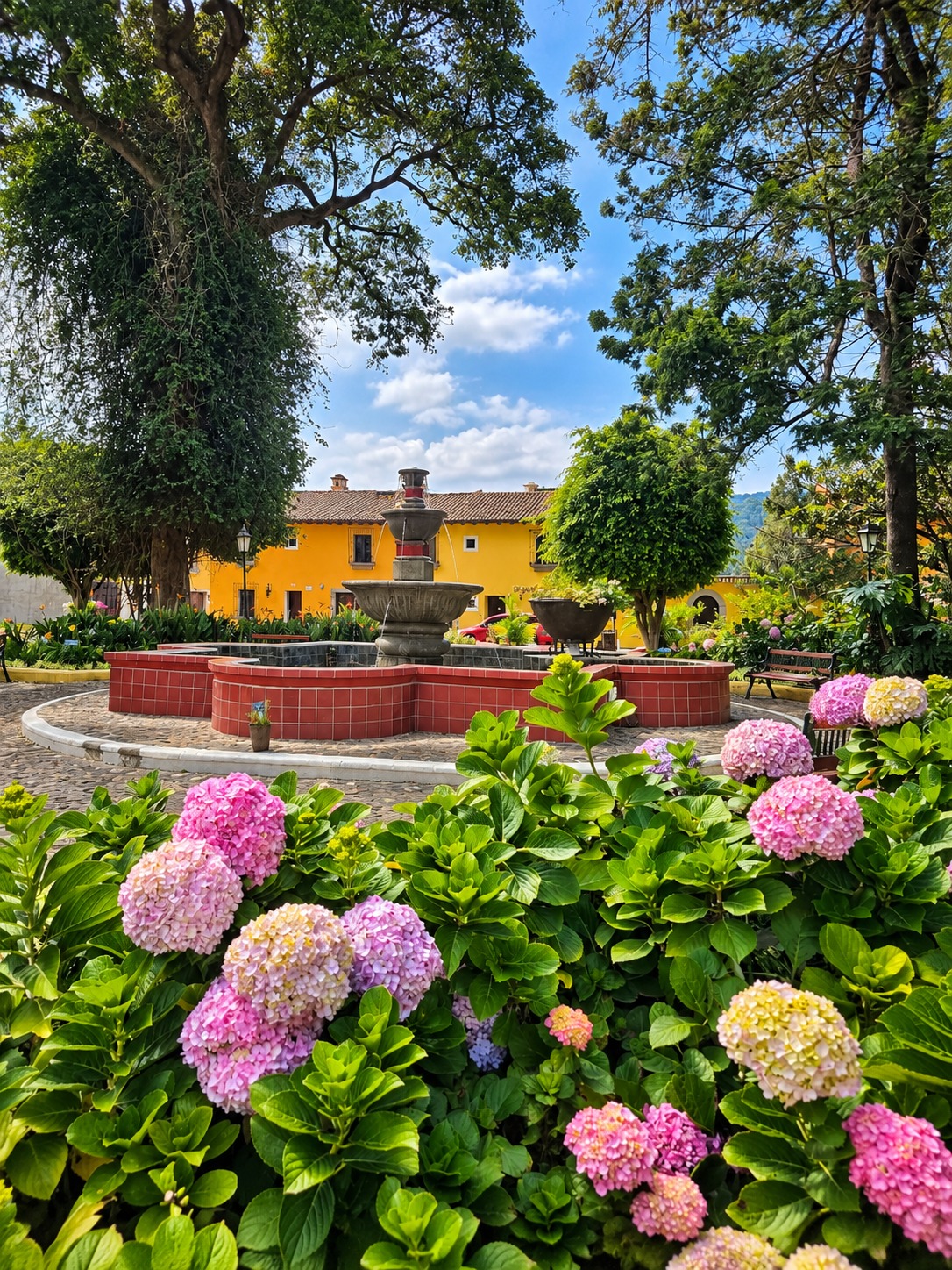 Hydrangeas and mature trees around the fountain in the community park outside Condesa Studio